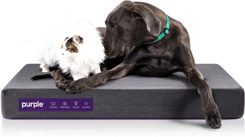 Sharing Pet Bed